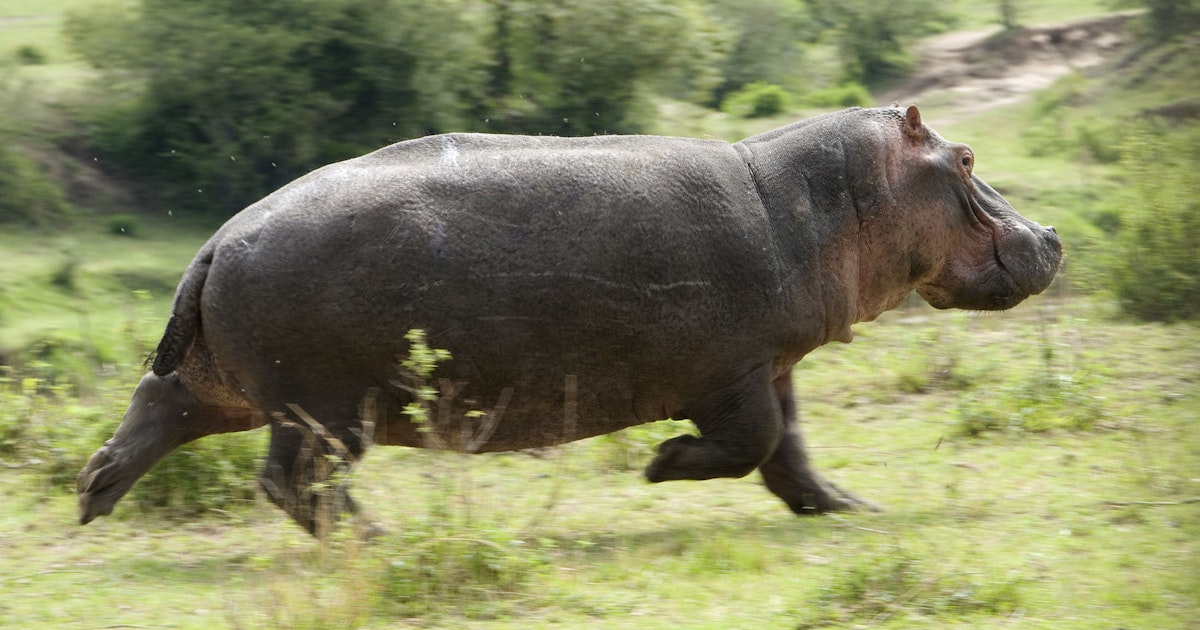 Hoe hard kan een nijlpaard rennen? | wibnet.nl