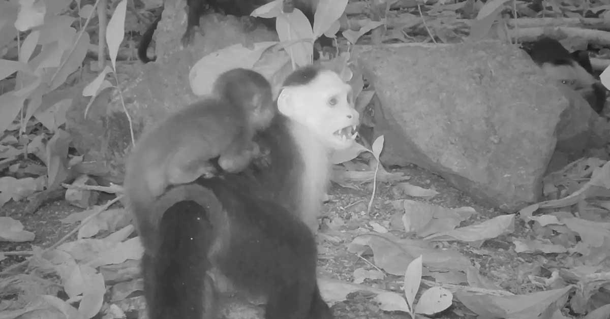 Monkeys abduct babies from another species – never observed before ...