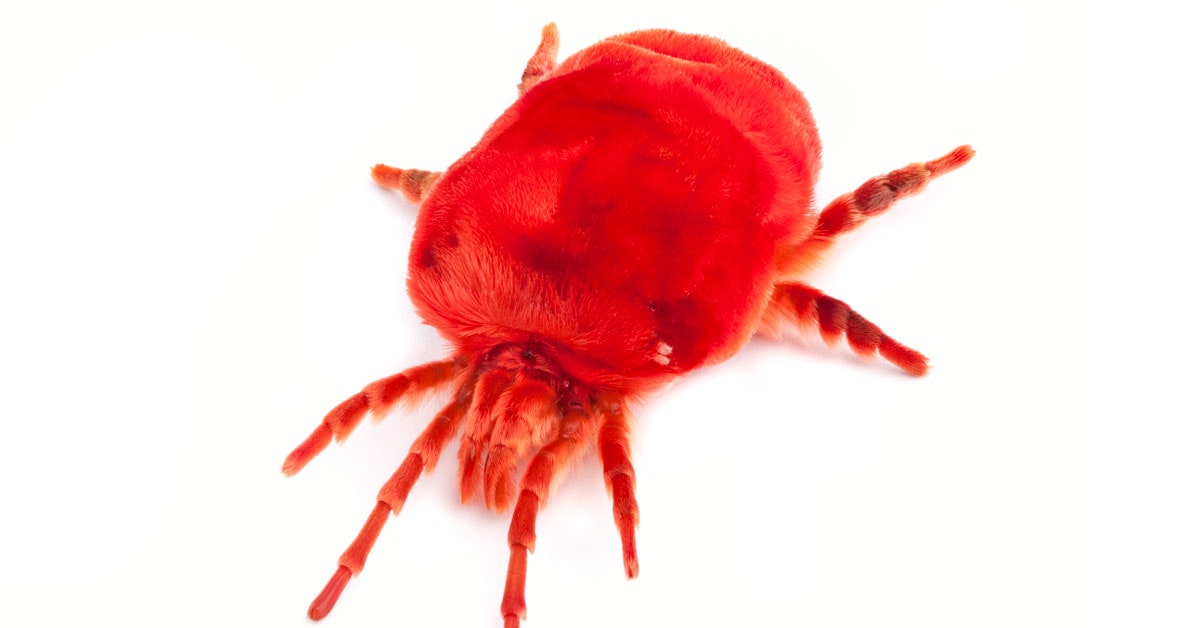 Naturens bygmestre: Bævere, termitter og mider | illvid.dk