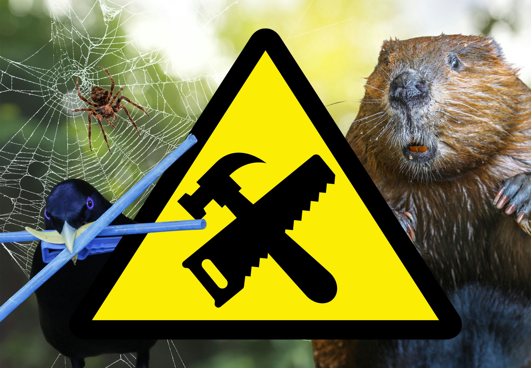 Naturens byggmestere: Bevere, termitter og midd | illvit.no