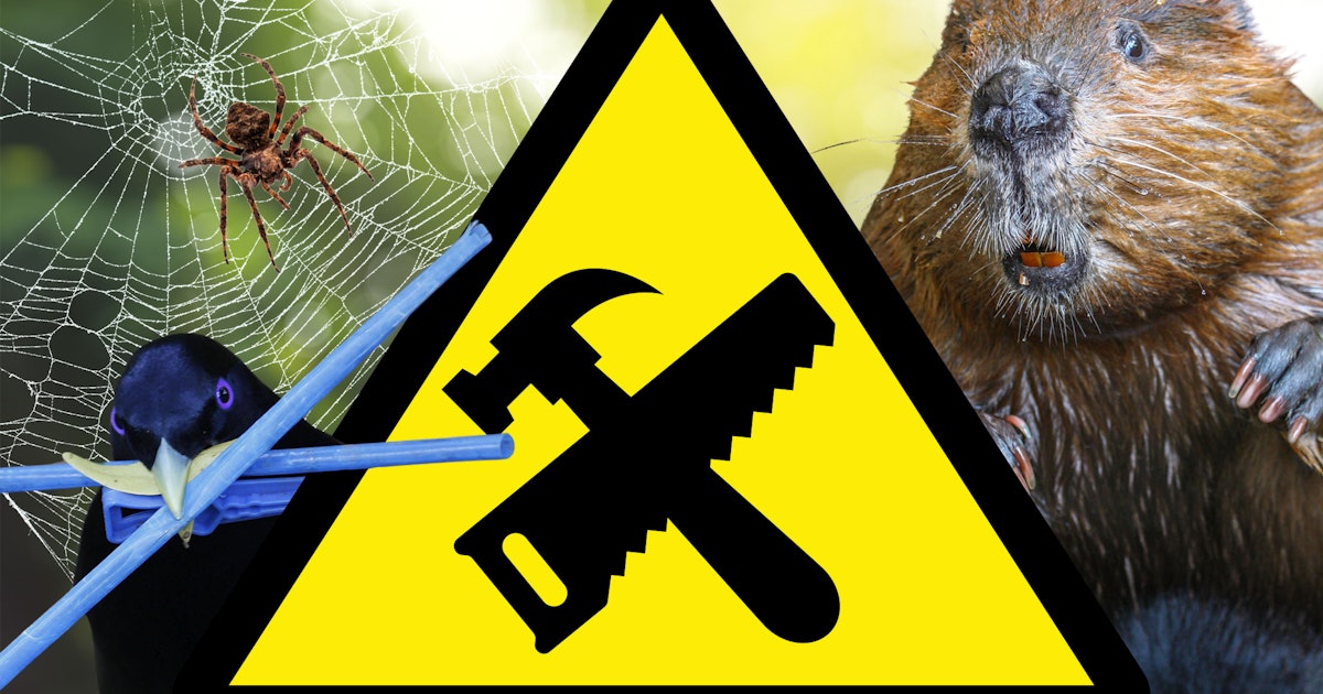 Naturens byggmestere: Bevere, termitter og midd | illvit.no