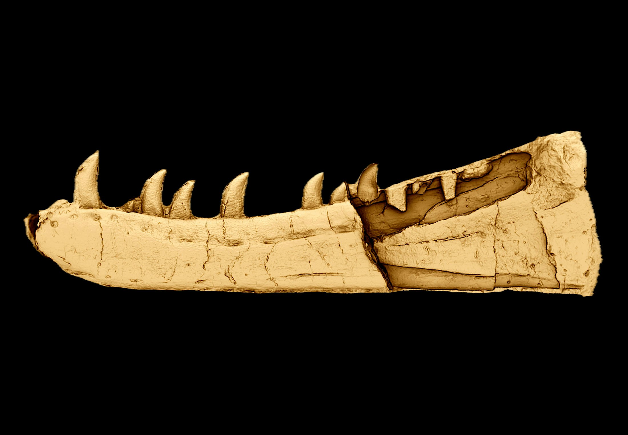 Dinosaur Discovery Mystery Solved - 125 Year Old Secret - News Directory 3