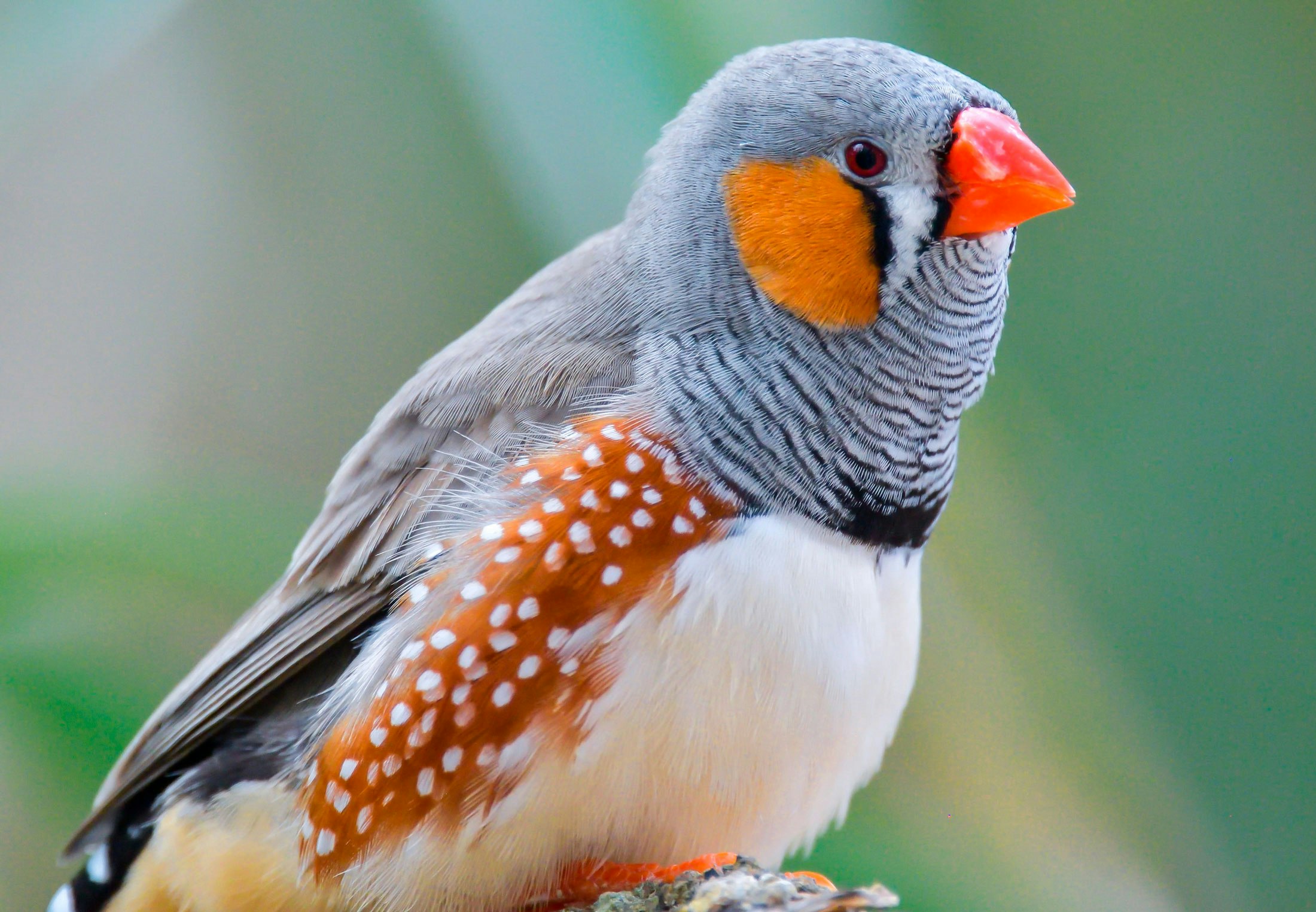 Wetenschappers weten het: Daarom zetten vogels het bij zonsopgang op een zingen
