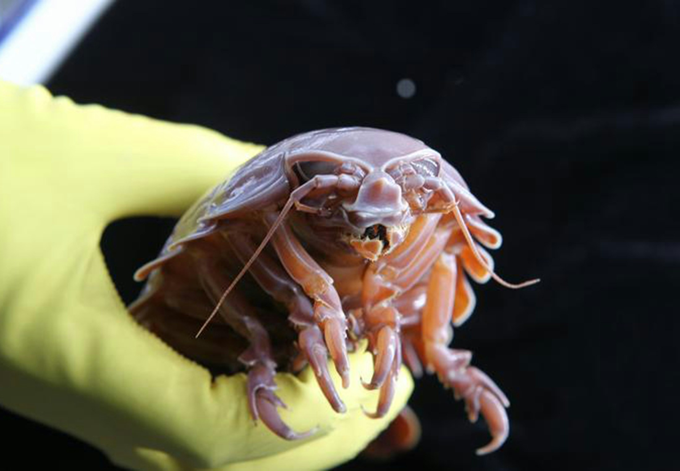 Scientists Uncover the Secret Behind a Deep-Sea Creature's Rare Ability - News Directory 3