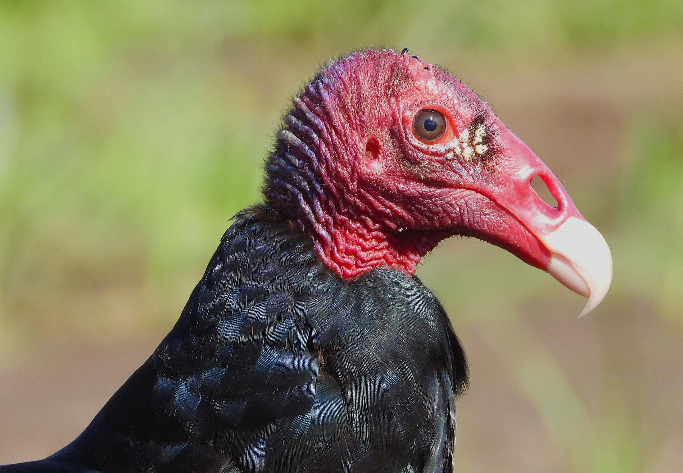 kunnen vogels ruiken