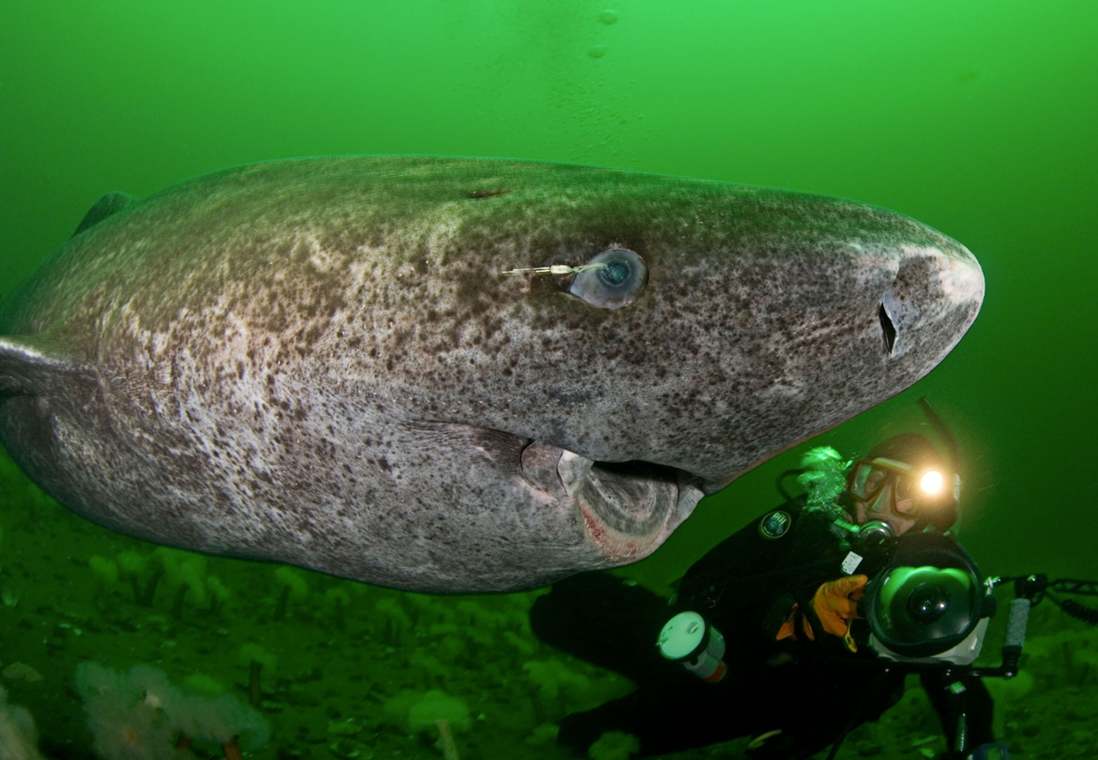 Metabolism - why the Greenland shark can become 500 years old |  scienceillustrated.com