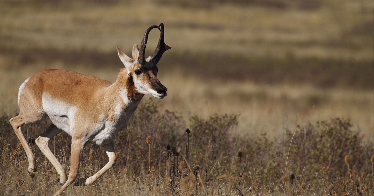 Welk Dier Is Het Langst Zwanger