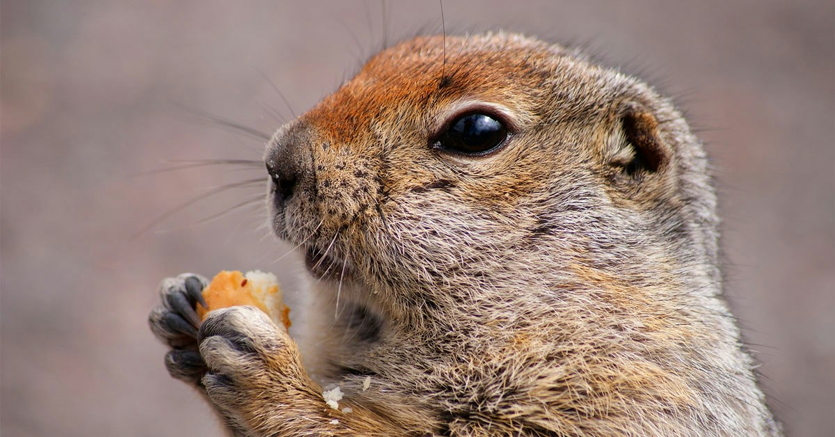 New behaviour: ground squirrels are carnivorous | scienceillustrated.com
