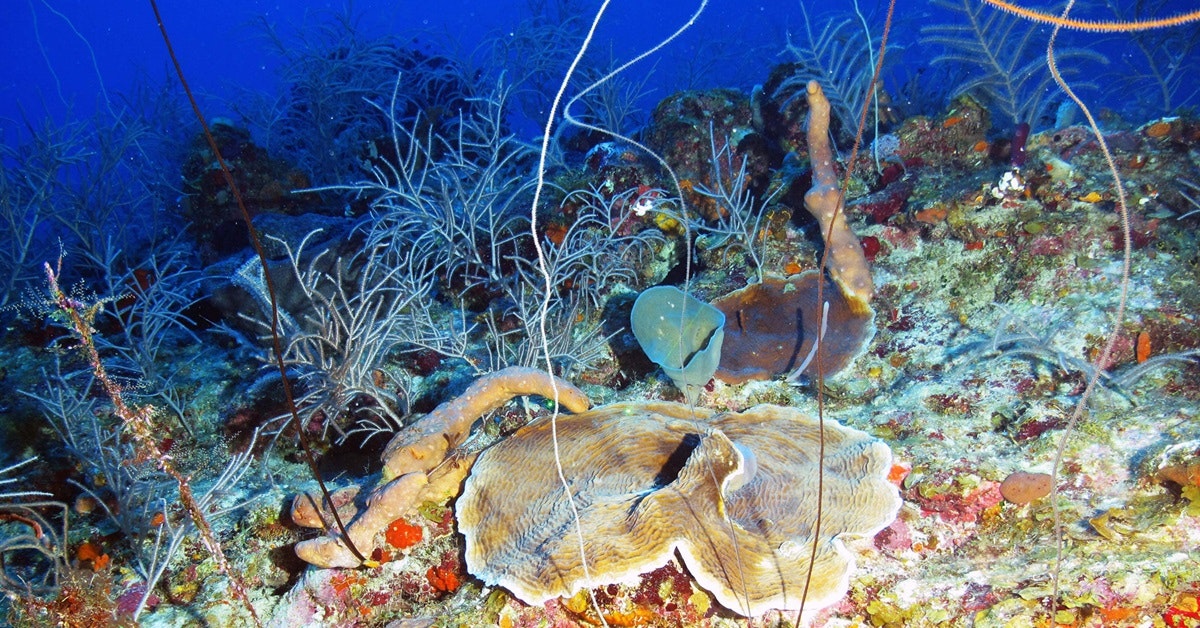 World’s Largest Cold-Water Coral Reef Discovered – Size of Sicily