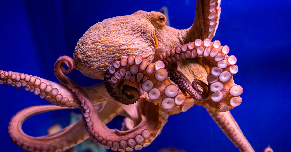 Octopus Ink Compound Ozopromid Shows CancerInhibiting Effects
