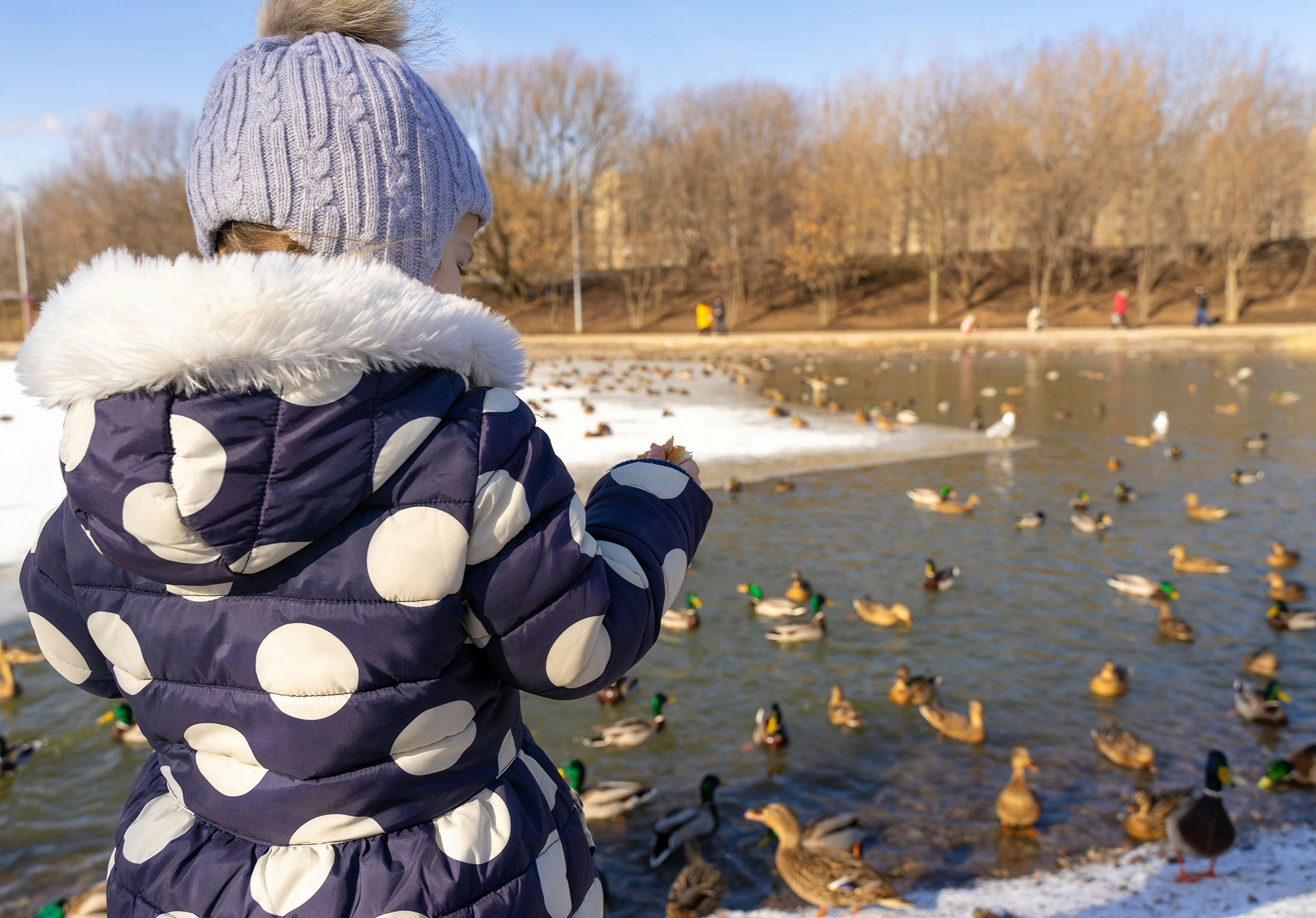 Do ducks get sick from bread?