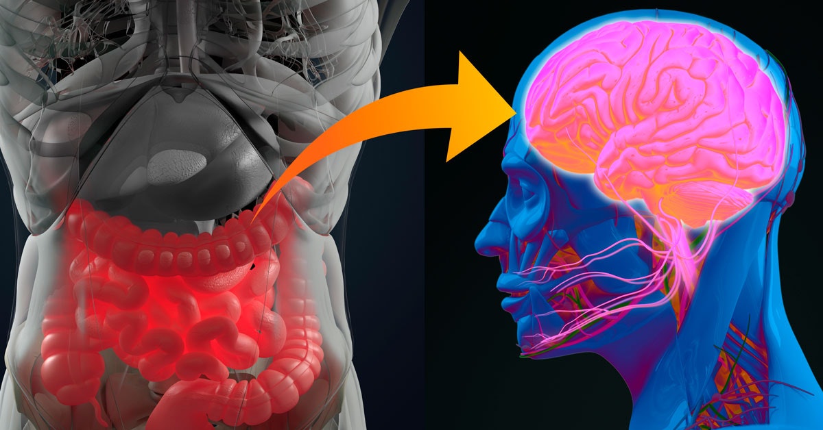 Uno studio collega i batteri intestinali e il morbo di Alzheimer