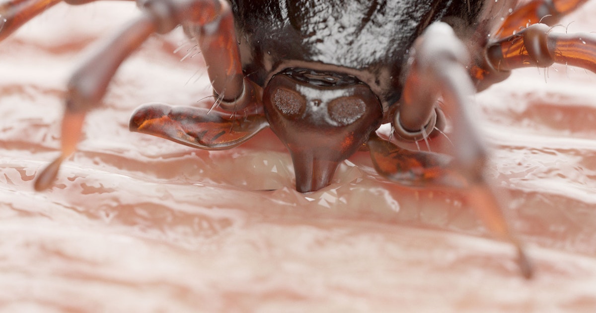 Un virus trasmesso da zecche ci minaccia di gravi malattie: questo è il modo migliore per proteggersi Un virus trasmesso da zecche ci minaccia di gravi malattie: questo è il modo migliore per proteggersi