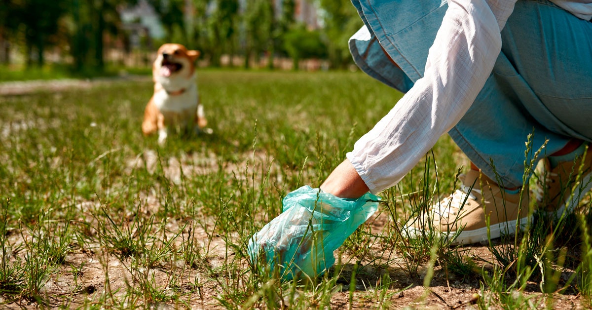 That’s why dog ​​owners should always clean up the feces