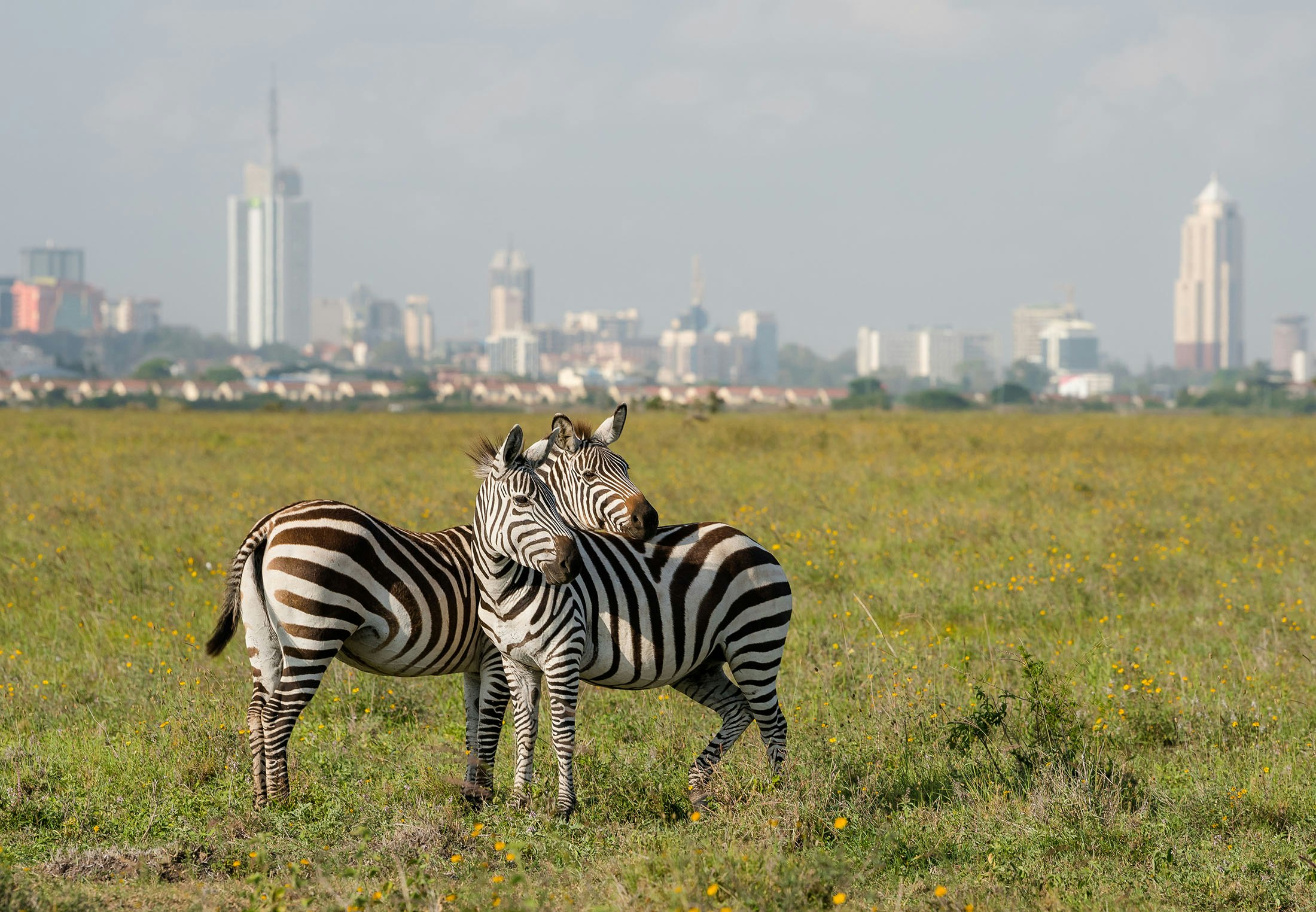 How many land mammals are there in the world?