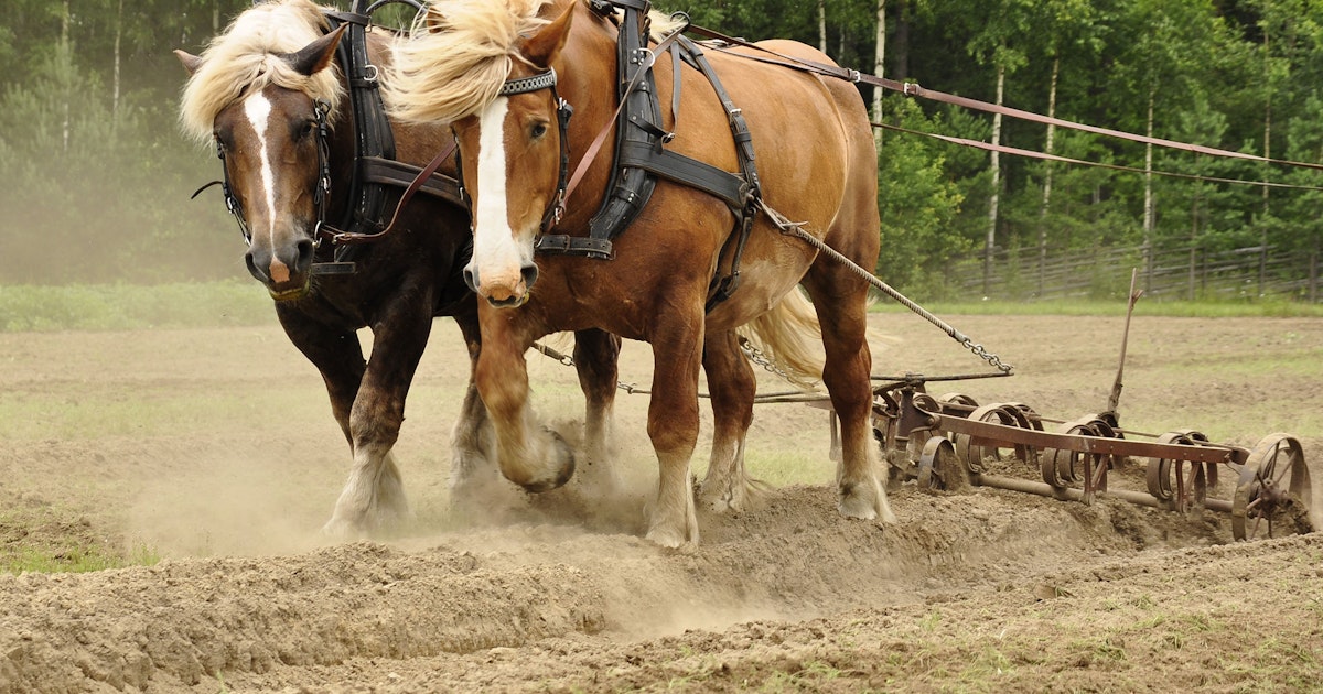 Hoeveel Pk Heeft Een Paard