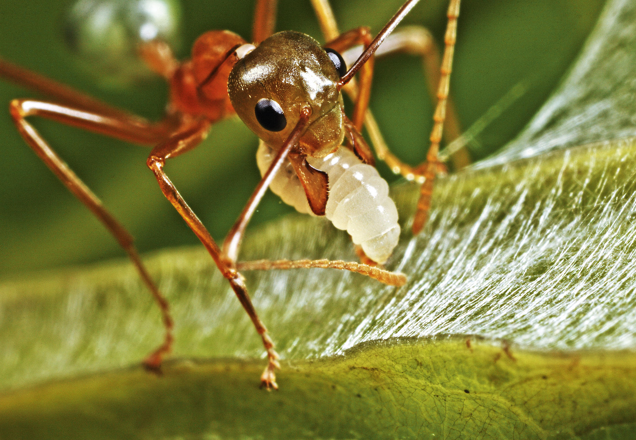 Insecten vinden de beste trucs van de natuur uit | wibnet.nl