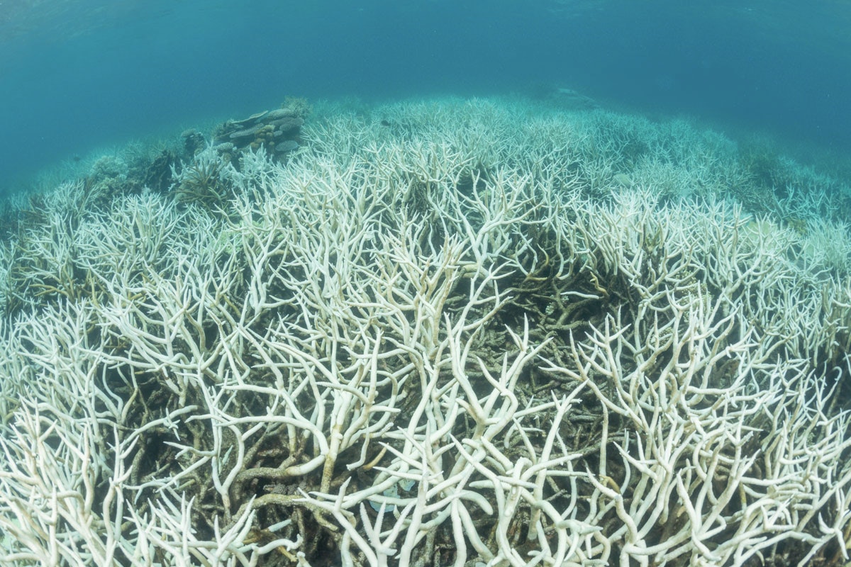 v-rste-masseblegning-nogensinde-har-ramt-great-barrier-reef-illvid-dk