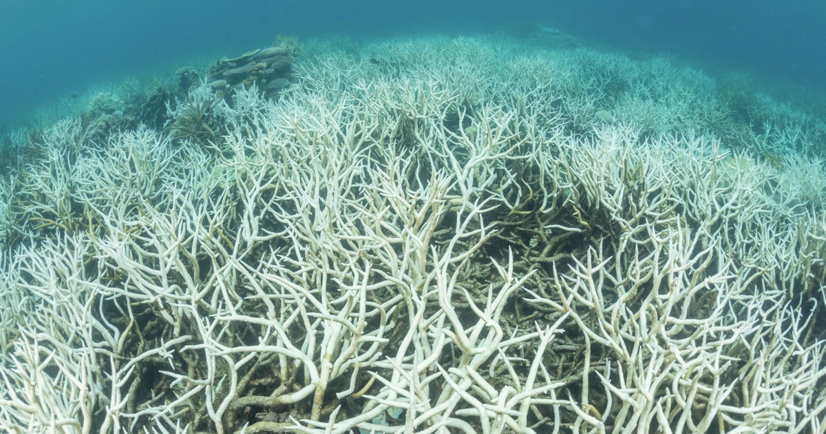 V rste Masseblegning Nogensinde Har Ramt Great Barrier Reef Illvid dk v-rste-masseblegning-nogensinde-har-ramt-great-barrier-reef-illvid-dk