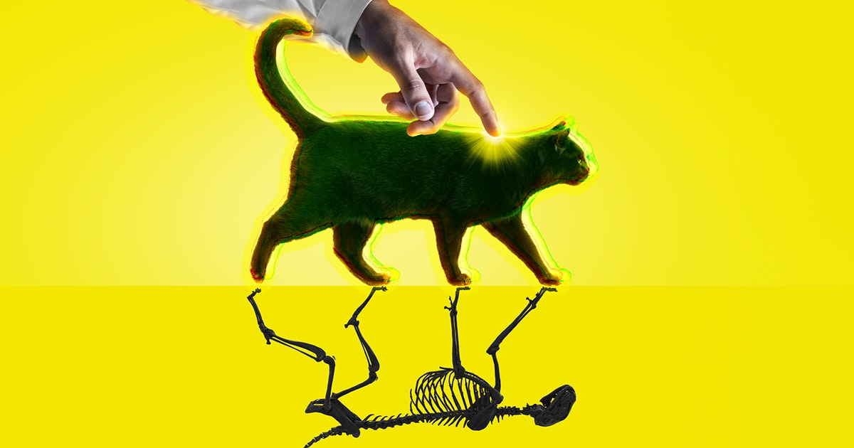 Wetenschappers doen Schrödingers kat in het echt