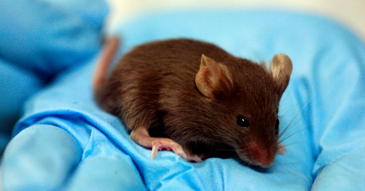 “Modified Blood Stem Cells Extend Mice Lifespan and Show Potential in Cancer Treatment”