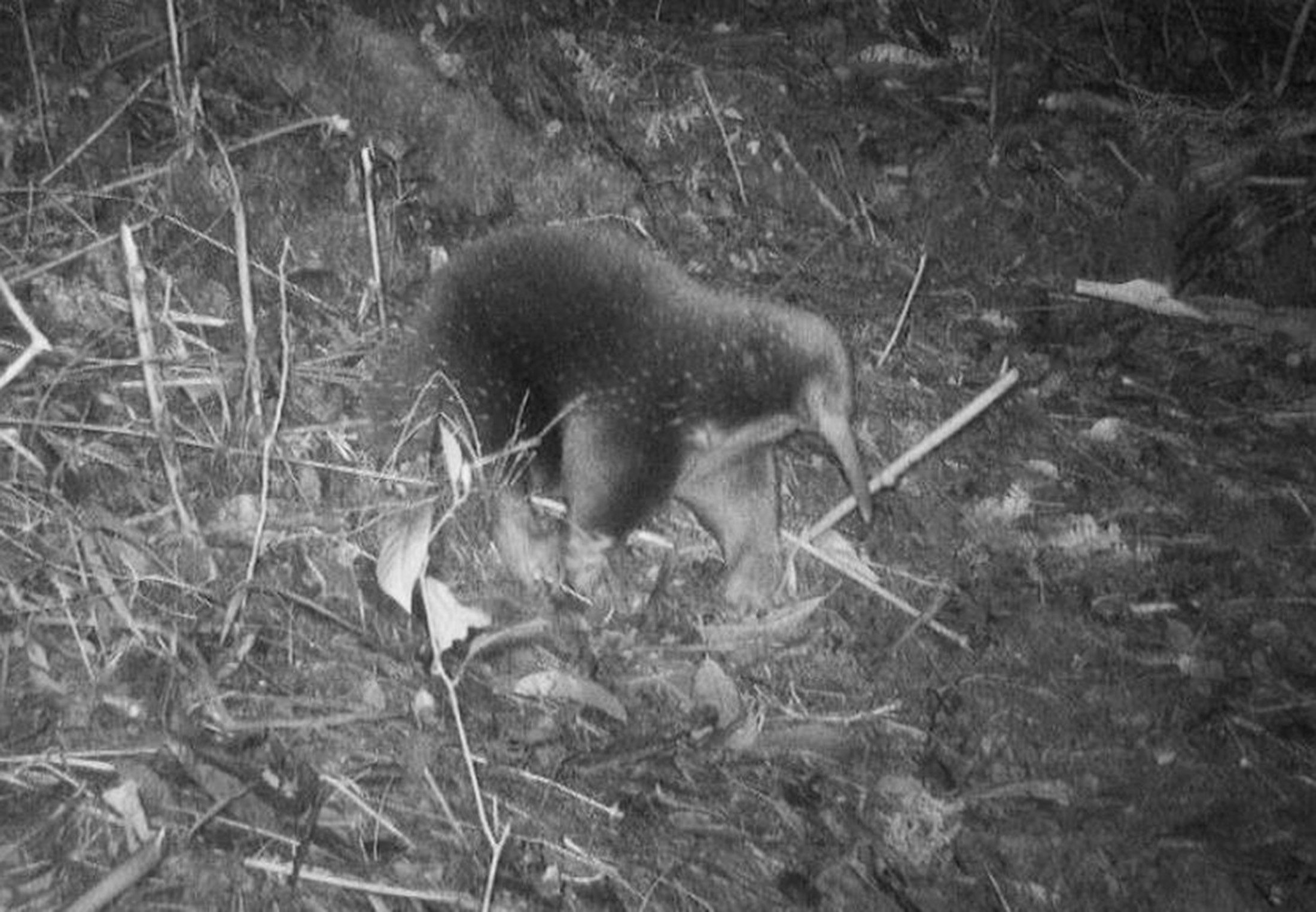 Eierleggend zoogdier na 62 jaar herontdekt | wibnet.nl