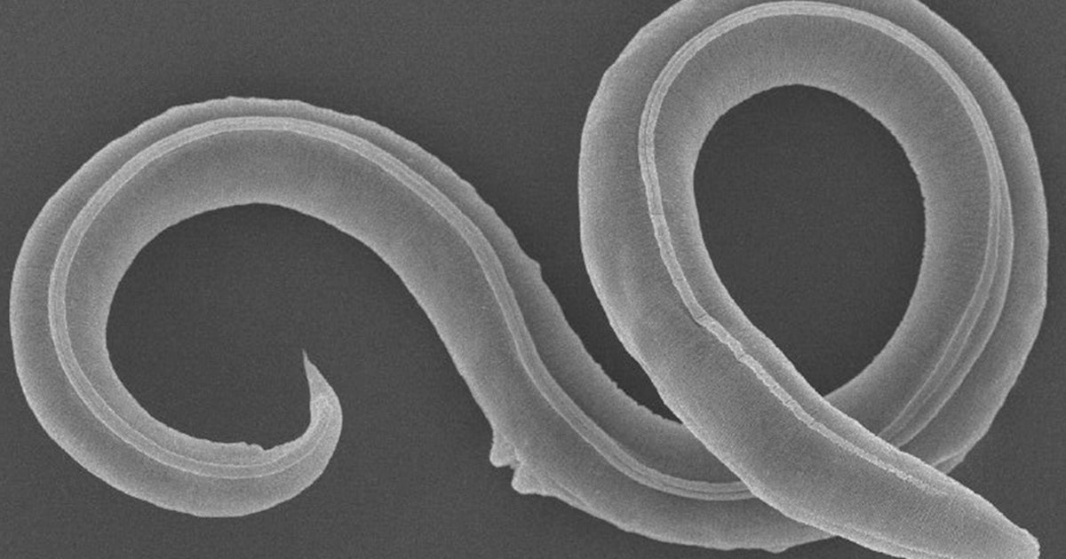 Worm na 46.000 jaar tot leven gewekt