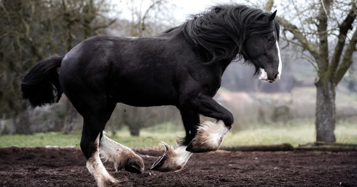 Verdens største hest vejede 1,5 ton | illvid.dk