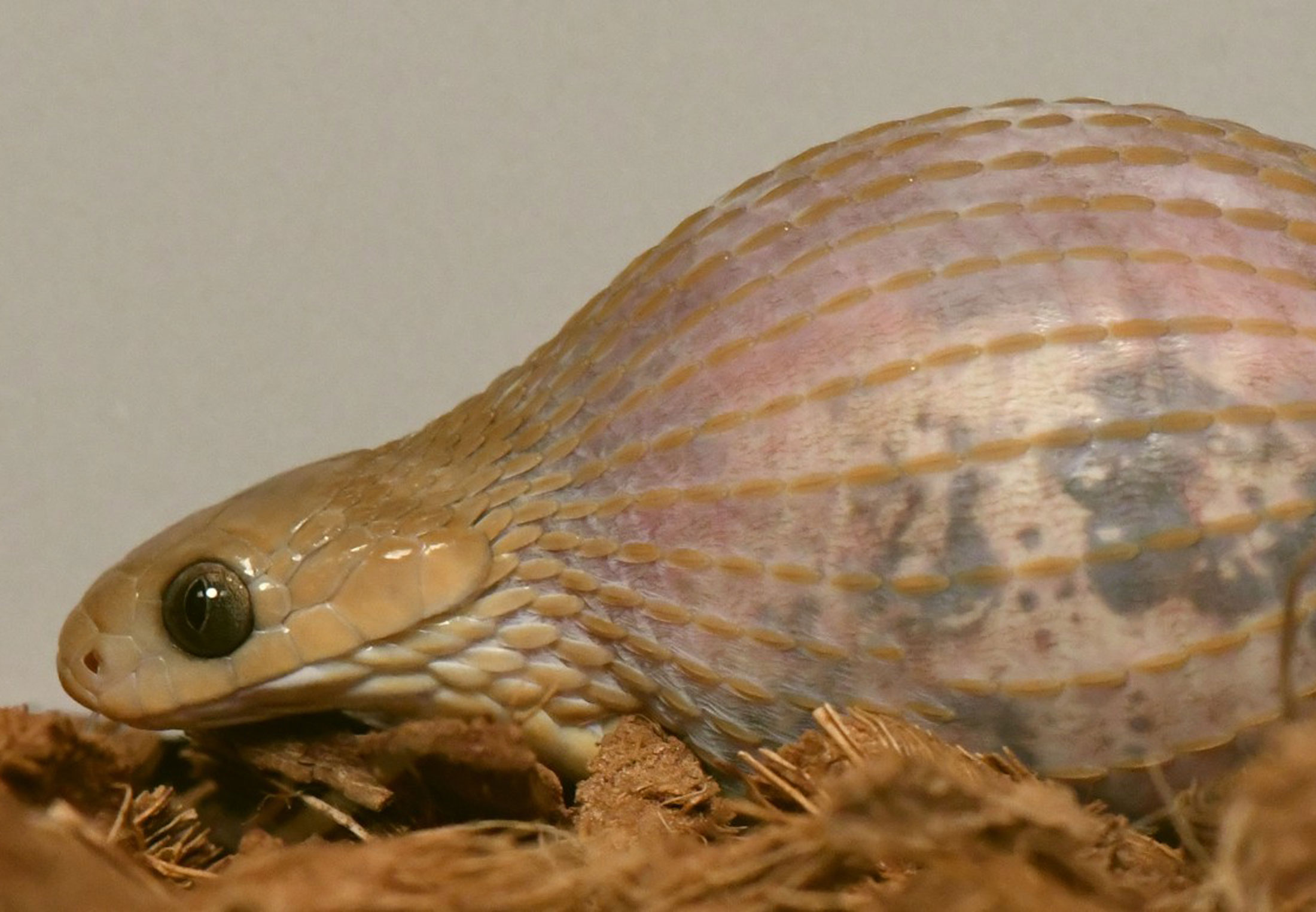 Qizlar hozir jinsiy aloqa qilishni xohlaydi Rus pornosi tugadi