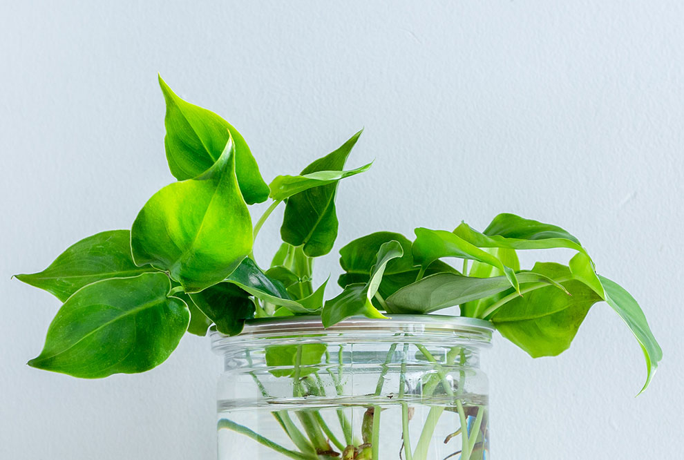 Jord Inneplanter: Den Ultimative Guiden for Sunne Planter () Jord Inneplanter: Den Ultimative Guiden for Sunne Planter