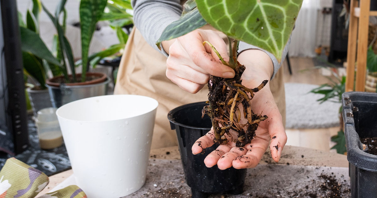 Jord Inneplanter: Den Ultimative Guiden for Sunne Planter () Jord Inneplanter: Den Ultimative Guiden for Sunne Planter